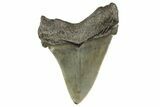 Serrated Angustidens Tooth - Megalodon Ancestor #340306-1